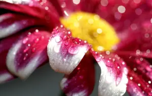 wetRedWhiteFlower__1441743825_69.70.191.154